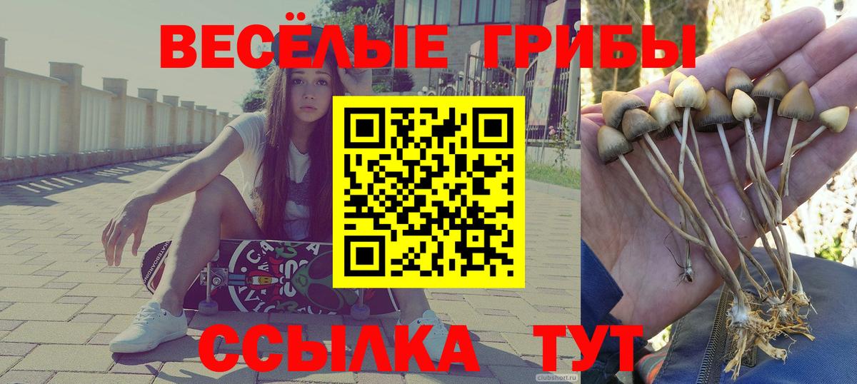 Псилоцибиновые грибы GOLDEN TEACHER  Вход с VPN  Славянск-на-Кубани 